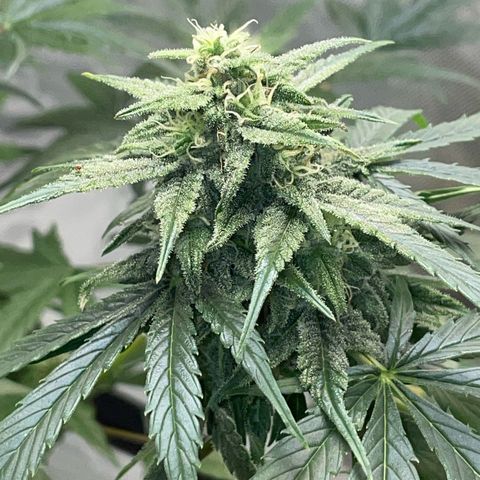 Late Outdoor season 25 - turned inside :D 1 AK48#2 auto  growlog timeline photo