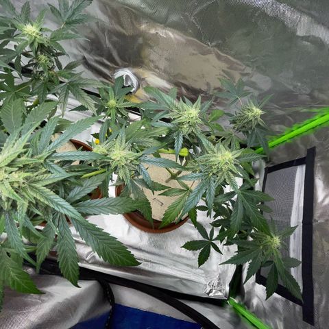 Late Outdoor season 25 - turned inside :D 1 AK48#2 auto  growlog timeline photo