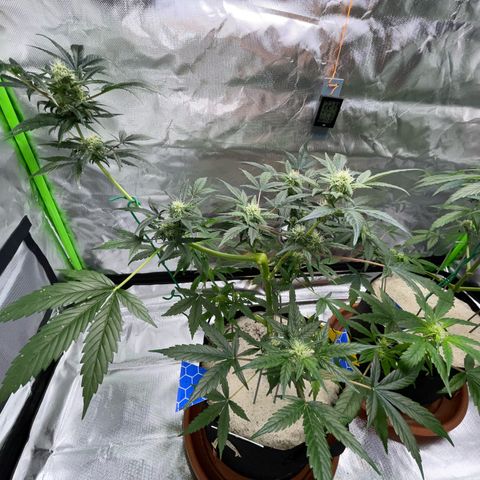 Late Outdoor season 25 - turned inside :D 1 AK48#2 auto  growlog timeline photo