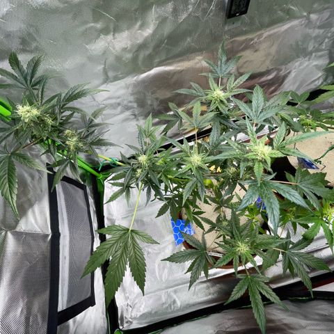 Late Outdoor season 25 - turned inside :D 1 AK48#2 auto  growlog timeline photo