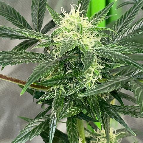 Late Outdoor season 25 - turned inside :D 1 AK48#2 auto  growlog timeline photo