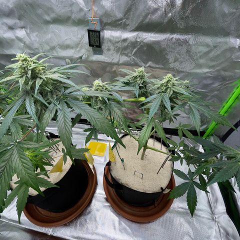 Late Outdoor season 25 - turned inside :D 1 AK48#2 auto  growlog timeline photo