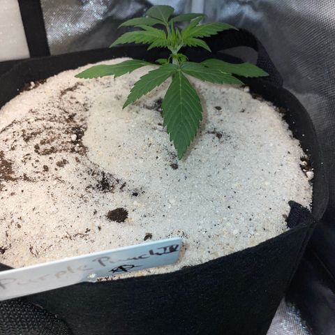 Purple Punch Automatic by KilliczGe growlog timeline photo