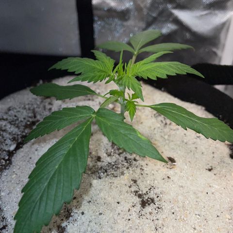 Purple Punch Automatic by KilliczGe growlog timeline photo