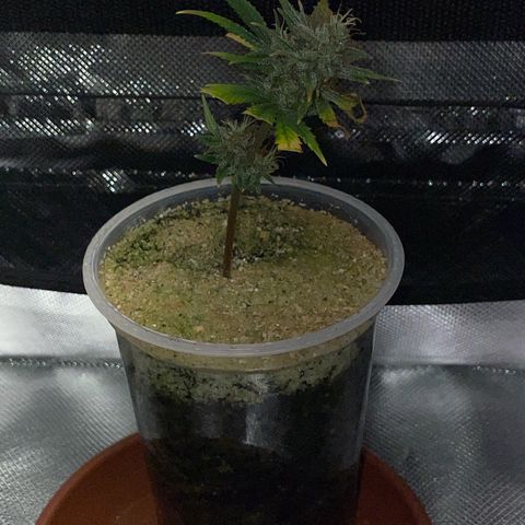 Tangerine Dream Clon #1 by KilliczGe growlog timeline photo