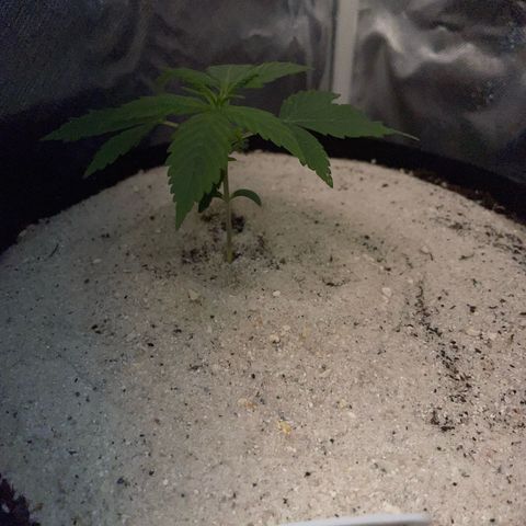 White Widow Automatic by KilliczGe growlog timeline photo