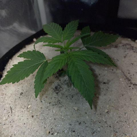 White Widow Automatic by KilliczGe growlog timeline photo