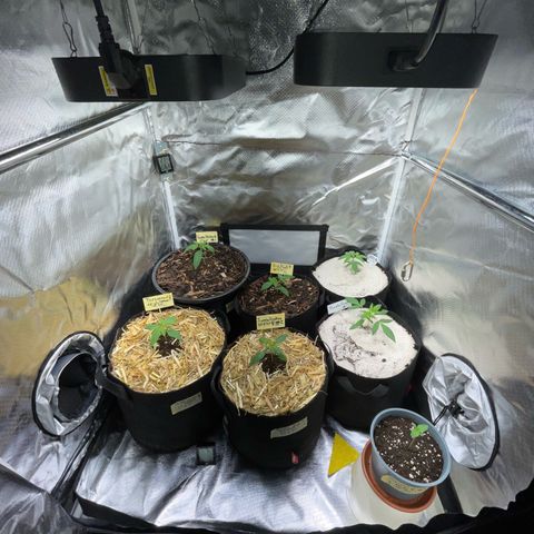 Purple Zkittlez #2 by KilliczGe growlog timeline photo