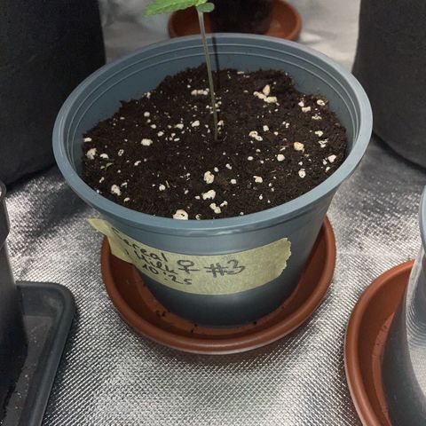 Cereal Milk #3 by KilliczGe growlog timeline photo