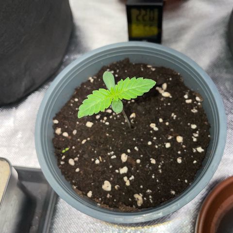 Cereal Milk #3 by KilliczGe growlog timeline photo