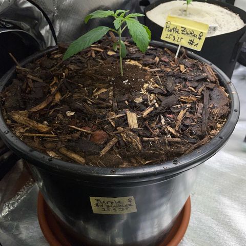 Purple Zkittlez #1 by KilliczGe growlog timeline photo