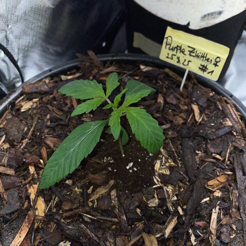 Purple Zkittlez #1 by KilliczGe growlog timeline photo