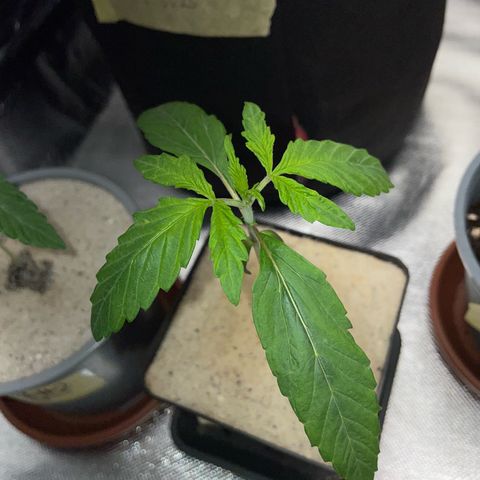 Purple Zkittlez #1 by KilliczGe growlog timeline photo