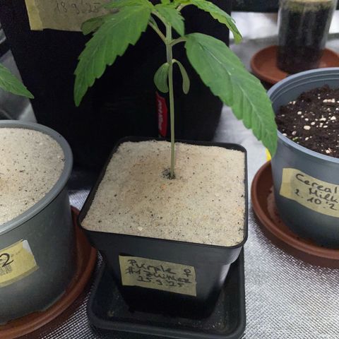 Purple Zkittlez #1 by KilliczGe growlog timeline photo