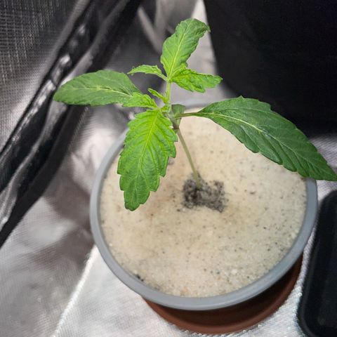 Purple Zkittlez #2 by KilliczGe growlog timeline photo