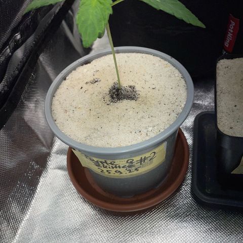 Purple Zkittlez #2 by KilliczGe growlog timeline photo