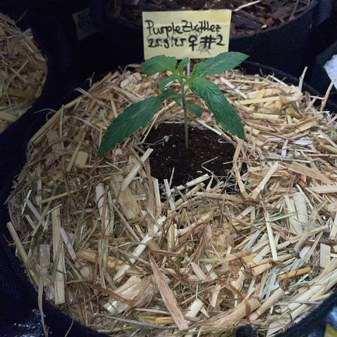 Purple Zkittlez #2 by KilliczGe growlog timeline photo