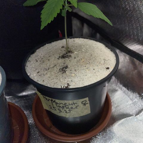 Permanent Marker by KilliczGe growlog timeline photo