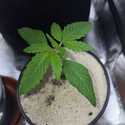 Permanent Marker by KilliczGe growlog timeline photo