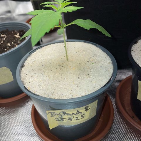 Big Bud by KilliczGe growlog timeline photo