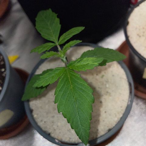 Big Bud by KilliczGe growlog timeline photo