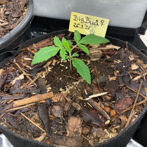 Big Bud by KilliczGe growlog timeline photo