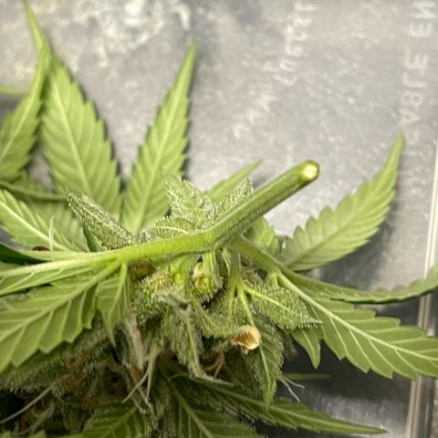 Tangerine Dream Fem by KilliczGe growlog timeline photo