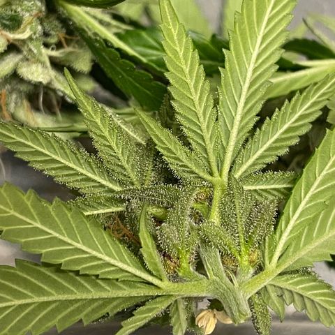 Tangerine Dream Fem by KilliczGe growlog timeline photo