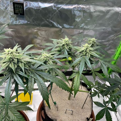 Late Outdoor season 25 - turned inside :D 1 AK48#2 auto  growlog timeline photo