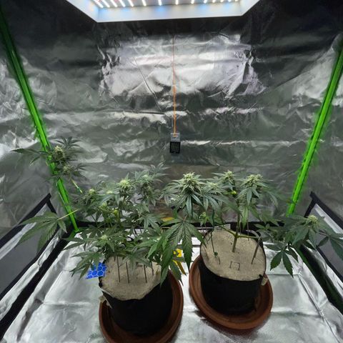 Late Outdoor season 25 - turned inside :D 1 AK48#2 auto  growlog timeline photo