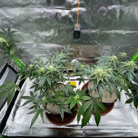 Late Outdoor season 25 - turned inside :D 1 AK48#2 auto  growlog timeline photo