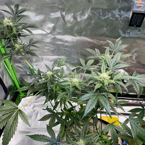 Late Outdoor season 25 - turned inside :D 1 AK48#2 auto  growlog timeline photo
