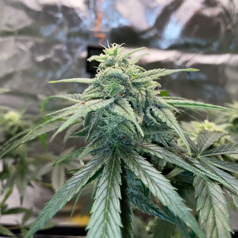 Late Outdoor season 25 - turned inside :D 1 AK48#2 auto  growlog timeline photo
