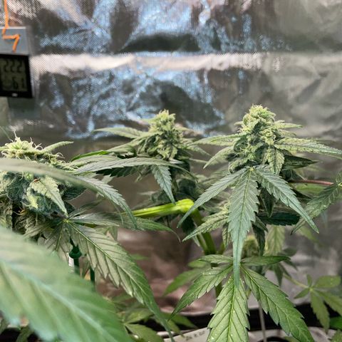 Late Outdoor season 25 - turned inside :D 1 AK48#2 auto  growlog timeline photo