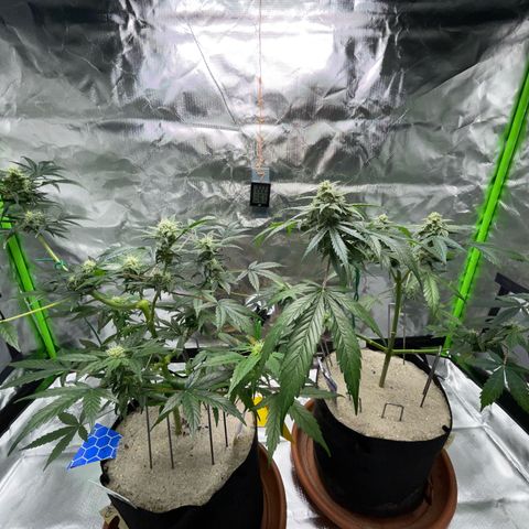 Late Outdoor season 25 - turned inside :D 1 AK48#2 auto  growlog timeline photo