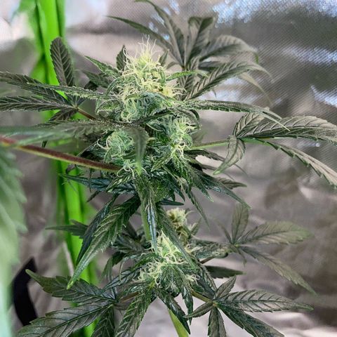Late Outdoor season 25 - turned inside :D 1 AK48#2 auto  growlog timeline photo