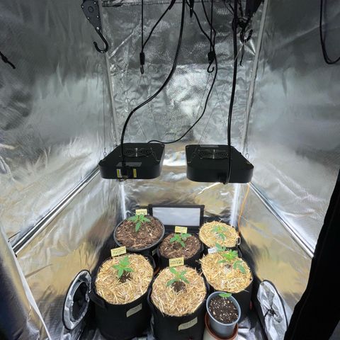 Purple Zkittlez #2 by KilliczGe growlog timeline photo