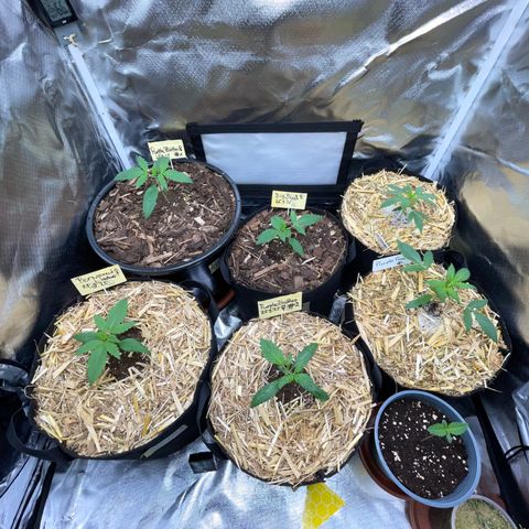 Purple Zkittlez #2 by KilliczGe growlog timeline photo