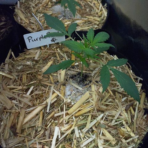 Purple Punch Automatic by KilliczGe growlog timeline photo