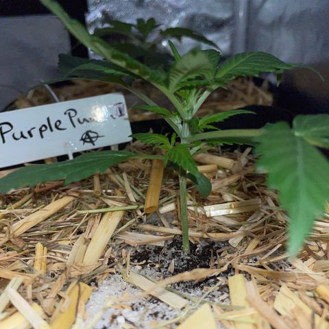 Purple Punch Automatic by KilliczGe growlog timeline photo