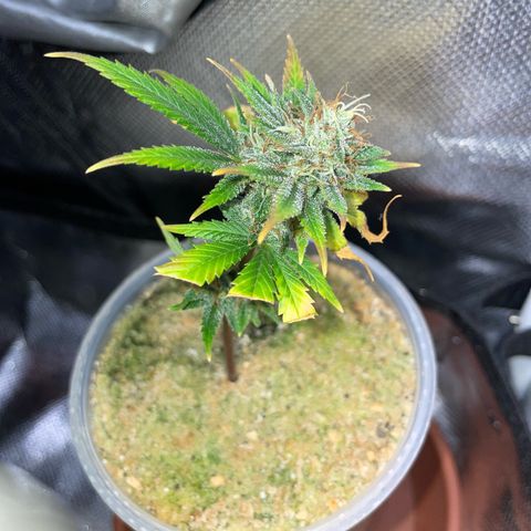 Tangerine Dream Clon #1 by KilliczGe growlog timeline photo
