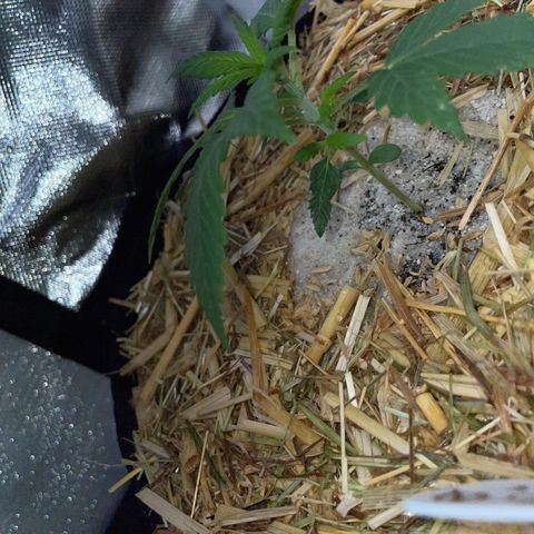 White Widow Automatic by KilliczGe growlog timeline photo