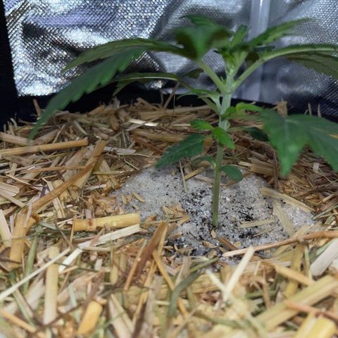 White Widow Automatic by KilliczGe growlog timeline photo