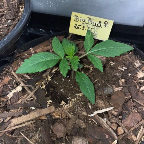 Big Bud by KilliczGe growlog timeline photo