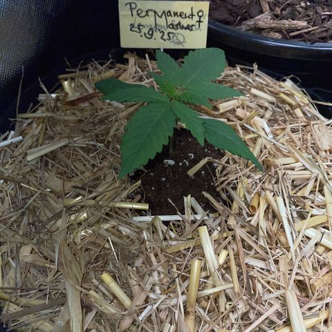 Permanent Marker by KilliczGe growlog timeline photo