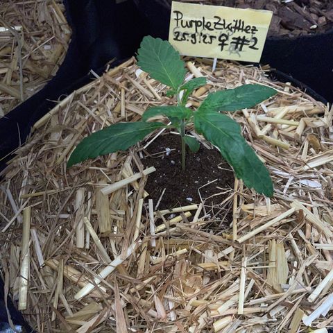 Purple Zkittlez #2 by KilliczGe growlog timeline photo