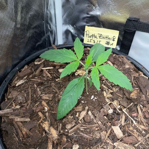 Purple Zkittlez #1 by KilliczGe growlog timeline photo