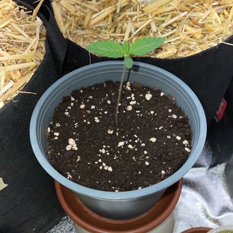 Cereal Milk #3 by KilliczGe growlog timeline photo