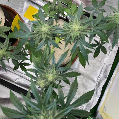 Late Outdoor season 25 - turned inside :D 1 AK48#2 auto  growlog timeline photo