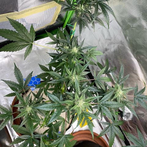 Late Outdoor season 25 - turned inside :D 1 AK48#2 auto  growlog timeline photo